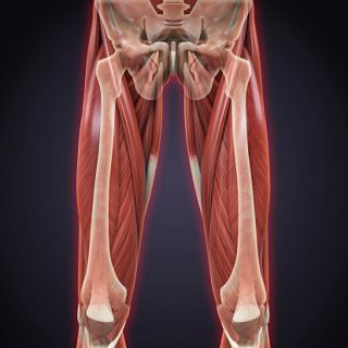 Upper Legs Muscles Anatomy