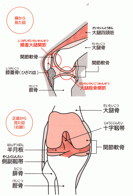 膝関節②